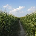 Corn Rallies into Friday’s Close Following Week of Weaker Tour Yields